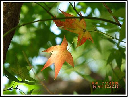 青楓。2012植物園05