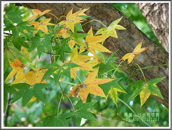 青楓。2012植物園10