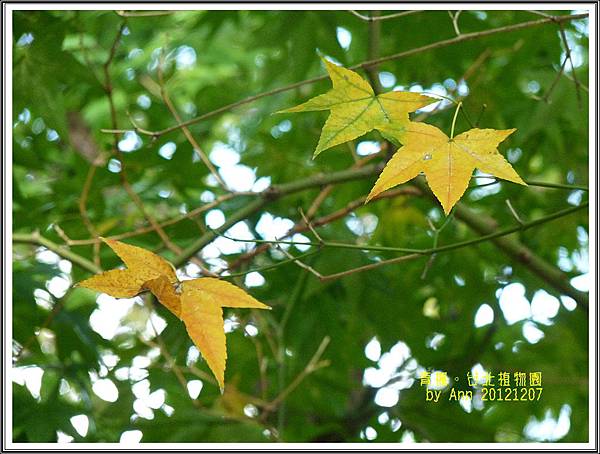 青楓。2012植物園09