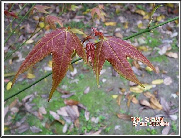 青楓。2012台大校園00