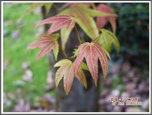 青楓。2012台大校園03