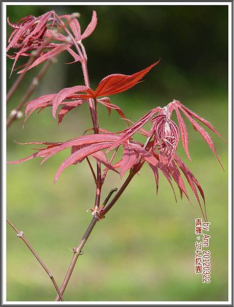 青楓。2012台大校園05