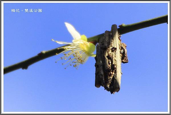 梅花~雙溪公園01