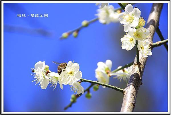 梅花。雙溪公園15