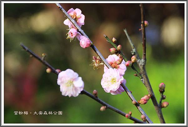 宮粉梅。大安森林公園01