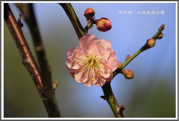 宮粉梅。大安森林公園05