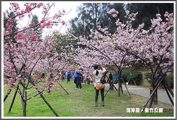 新竹公園賞櫻01