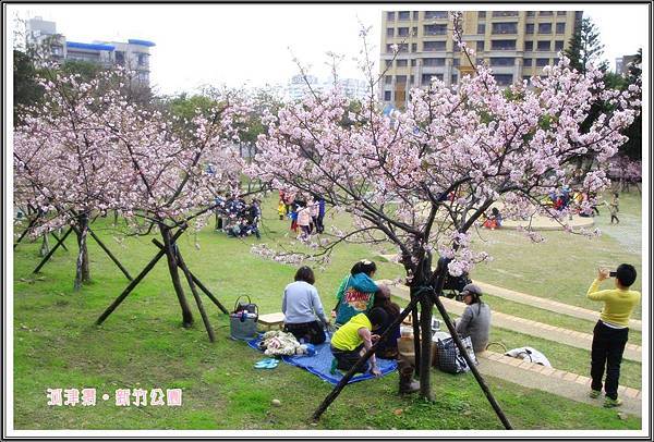 新竹公園賞櫻03