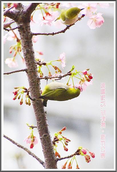 新竹公園賞櫻39