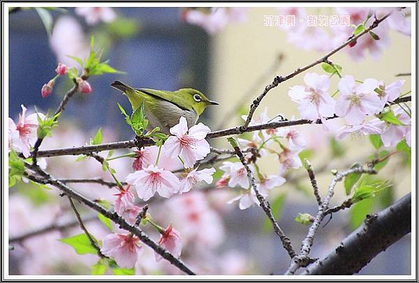 新竹公園賞櫻48