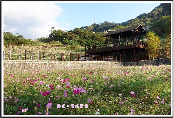 貓空賞波斯菊20151112