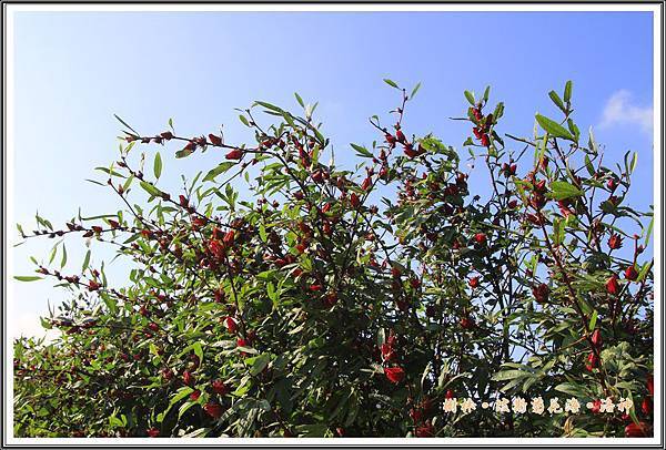 樹林波斯菊花海201505