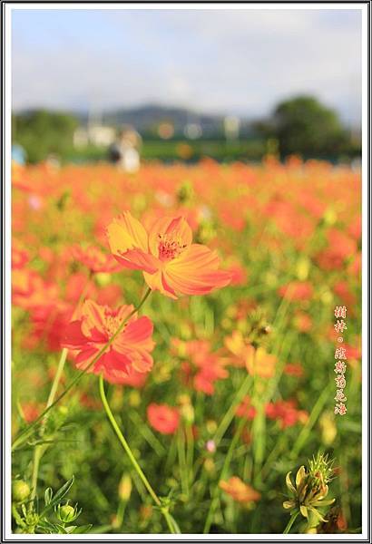 樹林波斯菊花海201520