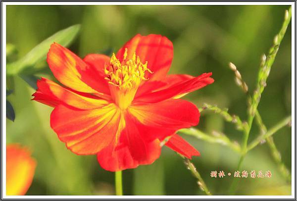 樹林波斯菊花海201525