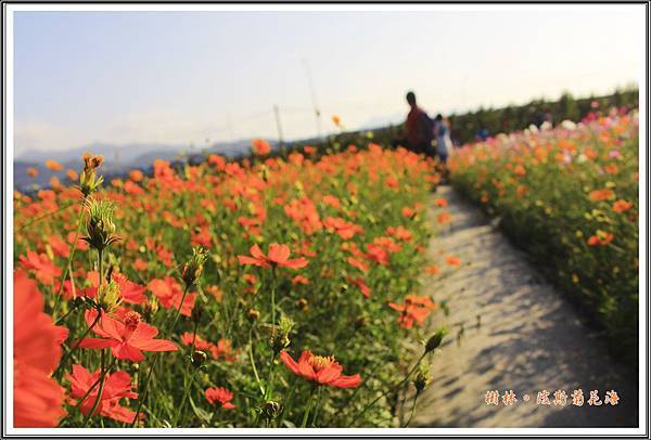 樹林波斯菊花海201529