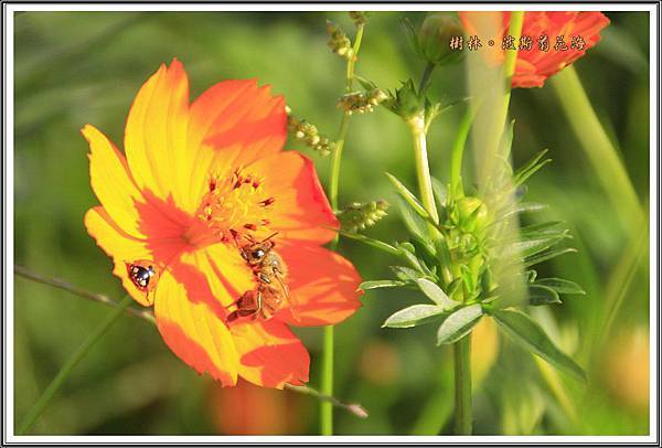 樹林波斯菊花海201540