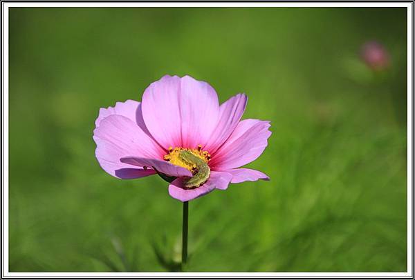 中壢波斯菊花海201603