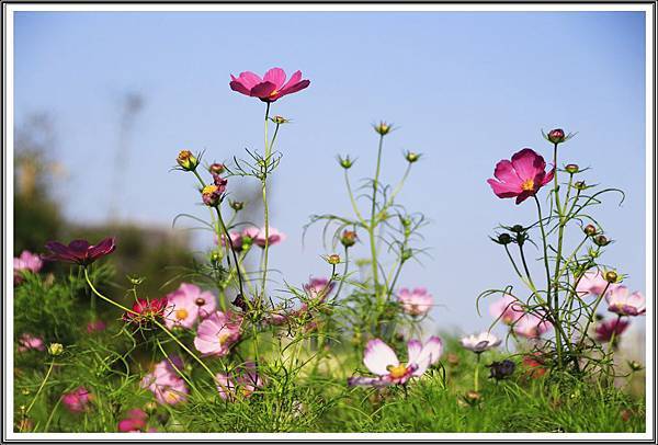 中壢波斯菊花海201606