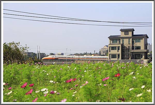 中壢波斯菊花海201608