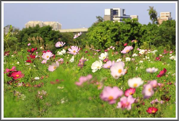 中壢波斯菊花海201611