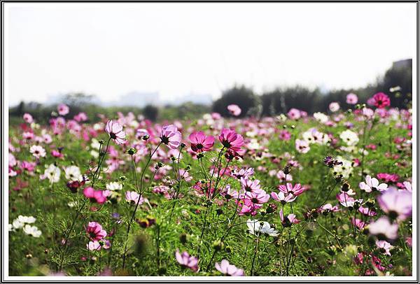 中壢波斯菊花海201617