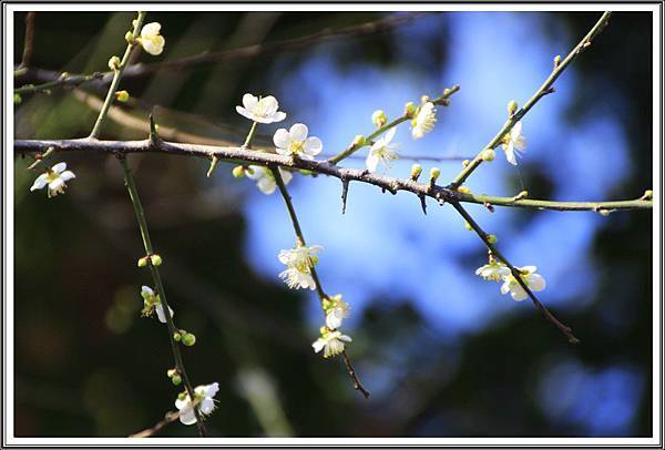 賞花隨拍20160102