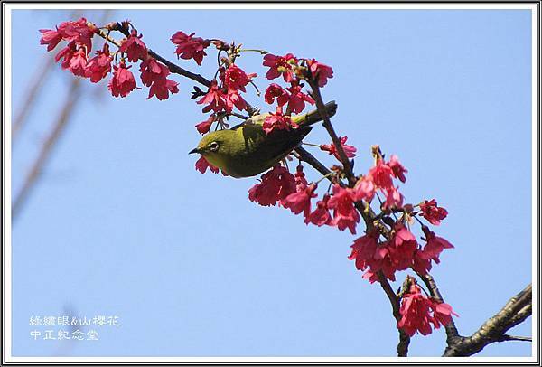 賞花隨拍~中正紀念堂20160312