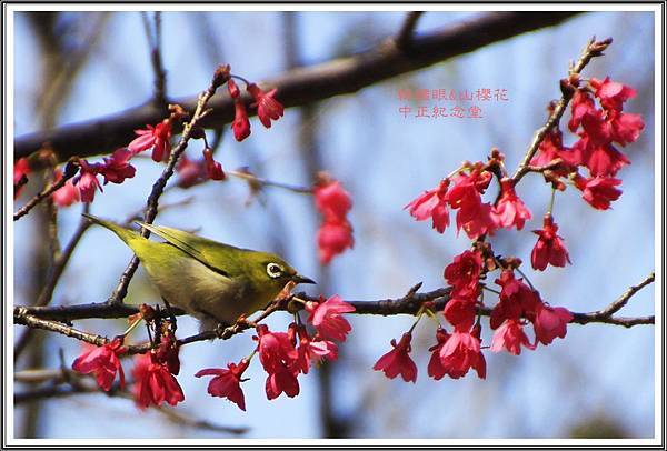 賞花隨拍~中正紀念堂20160318