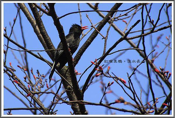 賞花隨拍~淡水20160305