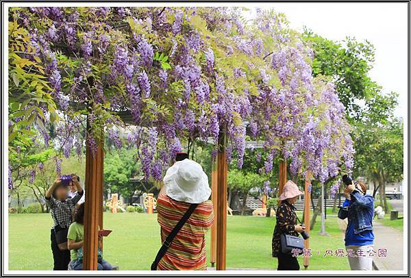 2016紫藤。內壢元生公園18