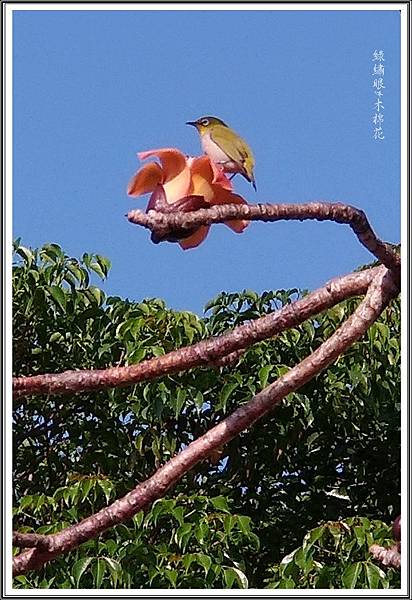 2017綠繡眼&木棉花00