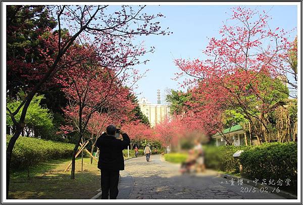 2015中正紀念堂賞花03