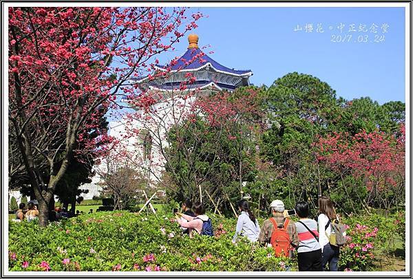 2017中正紀念堂賞花06