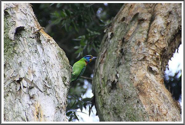 五色鳥/台大校園/2014032501