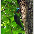 五色鳥/台北植物園/2012041002