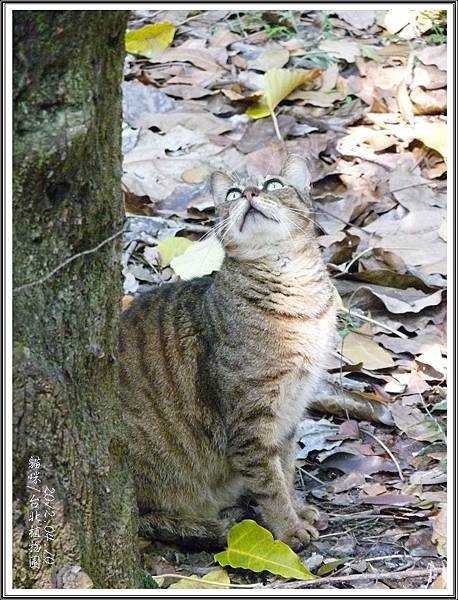 貓咪/台北植物園/20120410