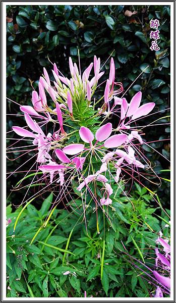 醉蝶花 台大校園