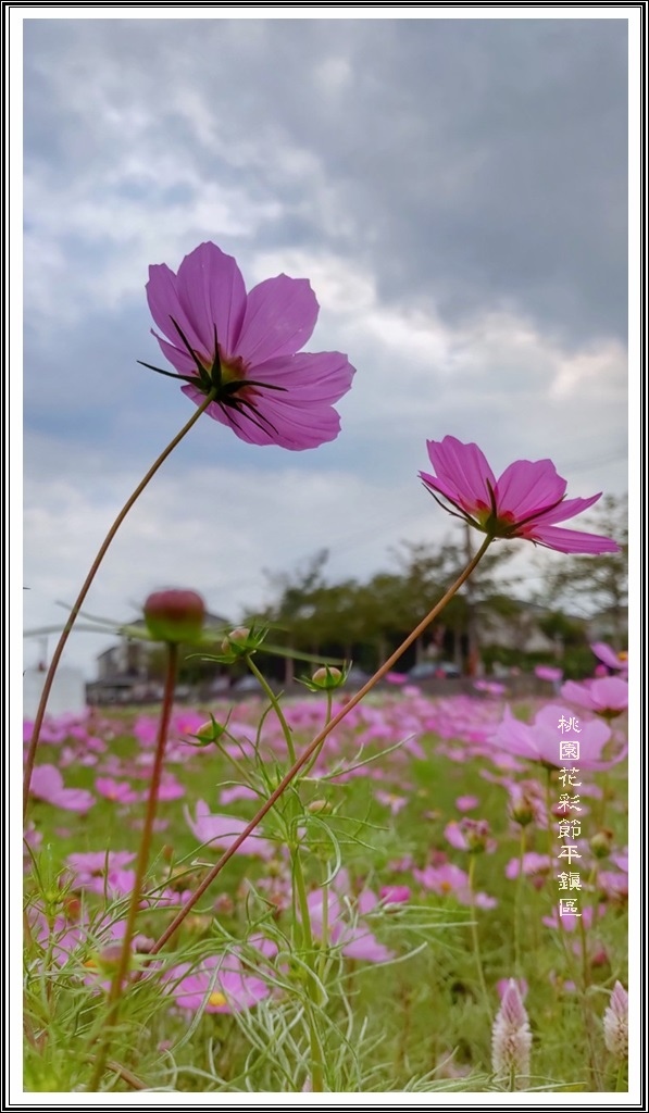 20211116花彩節平鎮_211124_25.jpg