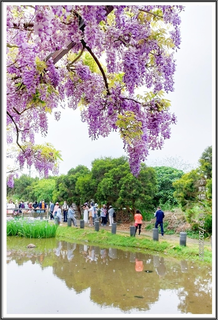 20220321 紫藤咖啡園_天元宮吉野櫻_220323_27.jpg