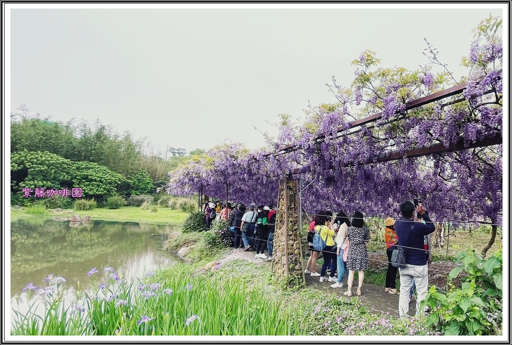 20220321 紫藤咖啡園_天元宮吉野櫻_220328_15.jpg