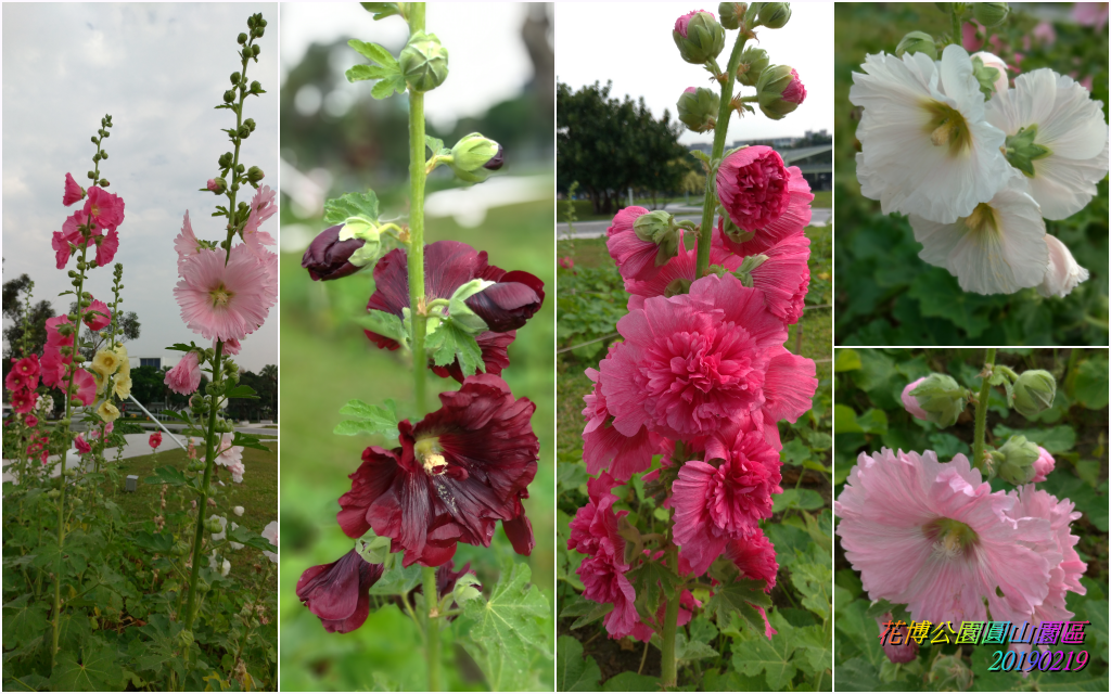 花博公園圓山園區2019021900.png