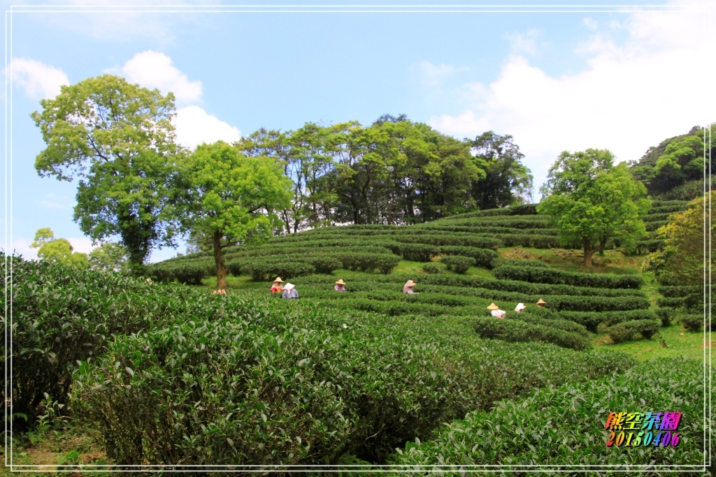 熊空茶園2015040608.JPG