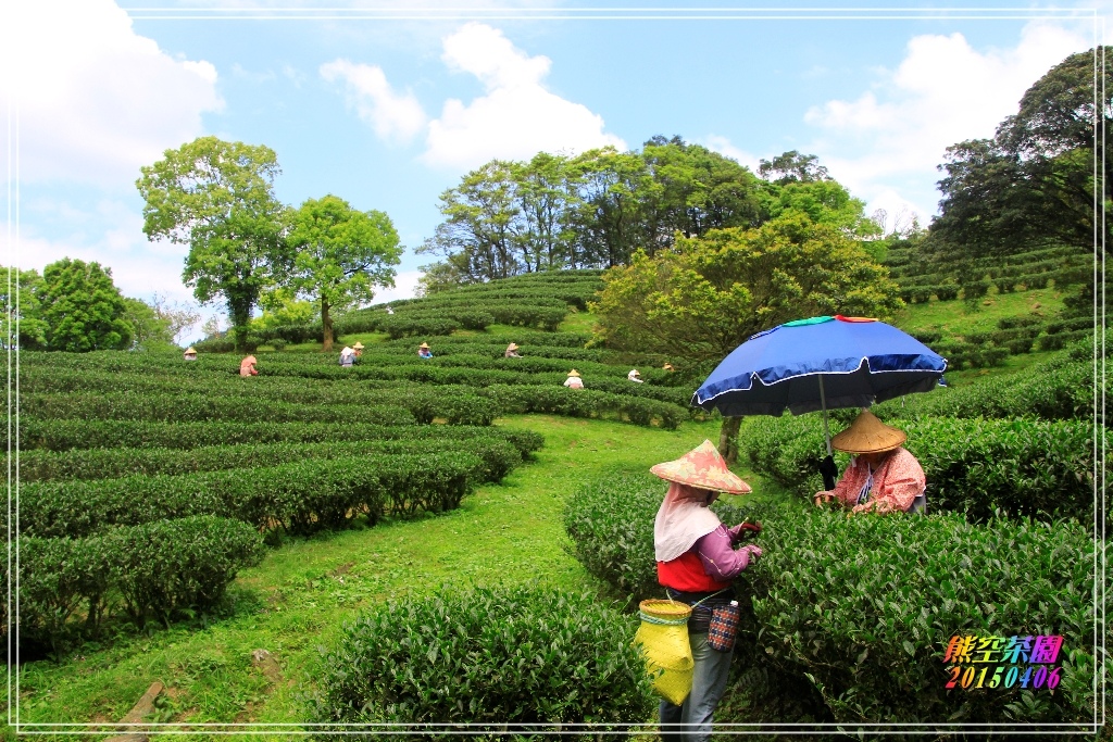 熊空茶園2015040609.JPG