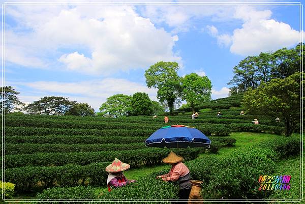 熊空茶園2015040610.JPG