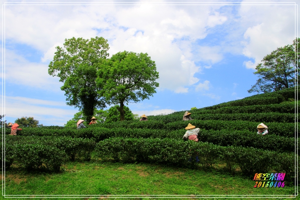 熊空茶園2015040613.JPG