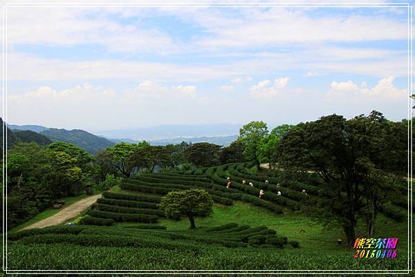 熊空茶園2015040615.JPG