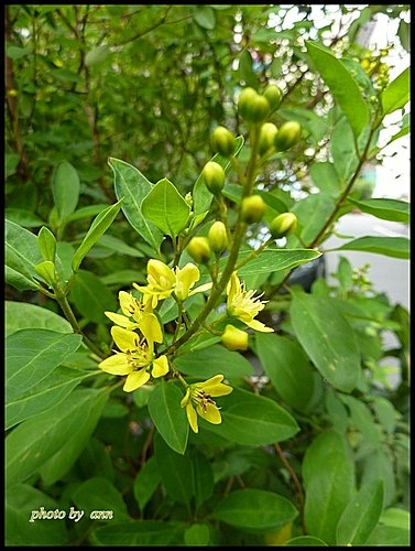 黃褥花科-金英樹05.jpg