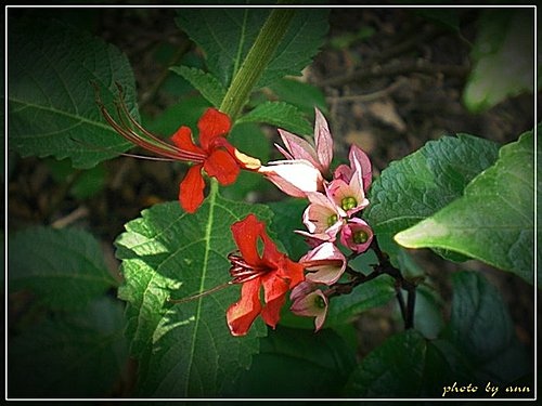 馬鞭草科-紅萼龍吐珠02.jpg