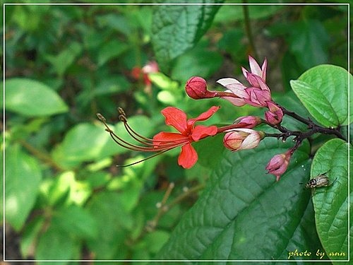 馬鞭草科-紅萼龍吐珠10.jpg