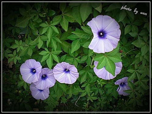 旋花科-槭葉牽牛花04.jpg